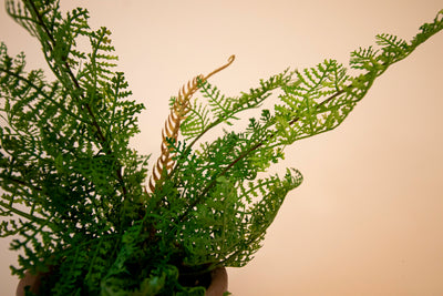 Potted Lace Fern