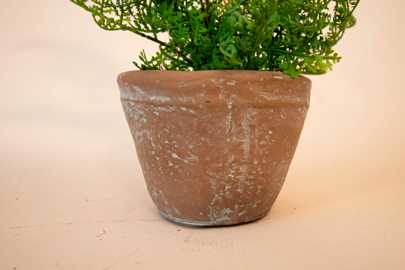 Potted Lace Fern