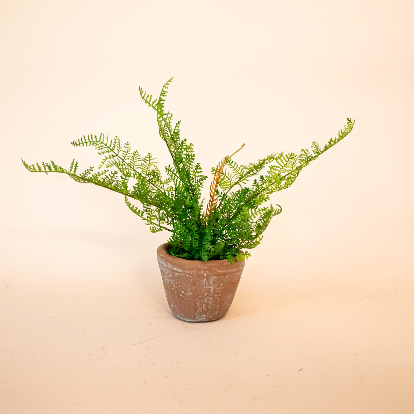 Potted Lace Fern