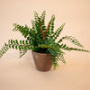 Potted Button Fern