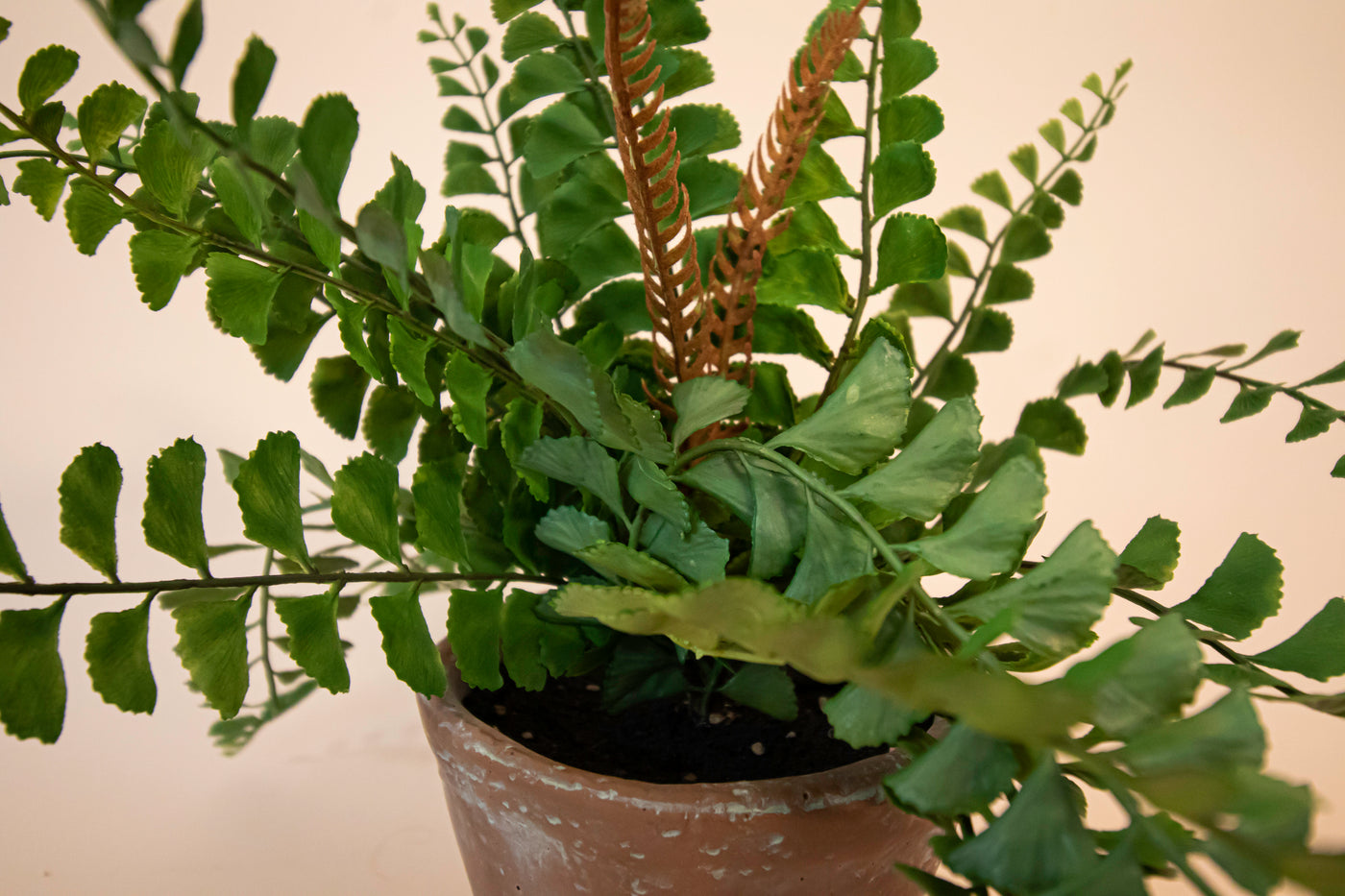 Potted Button Fern