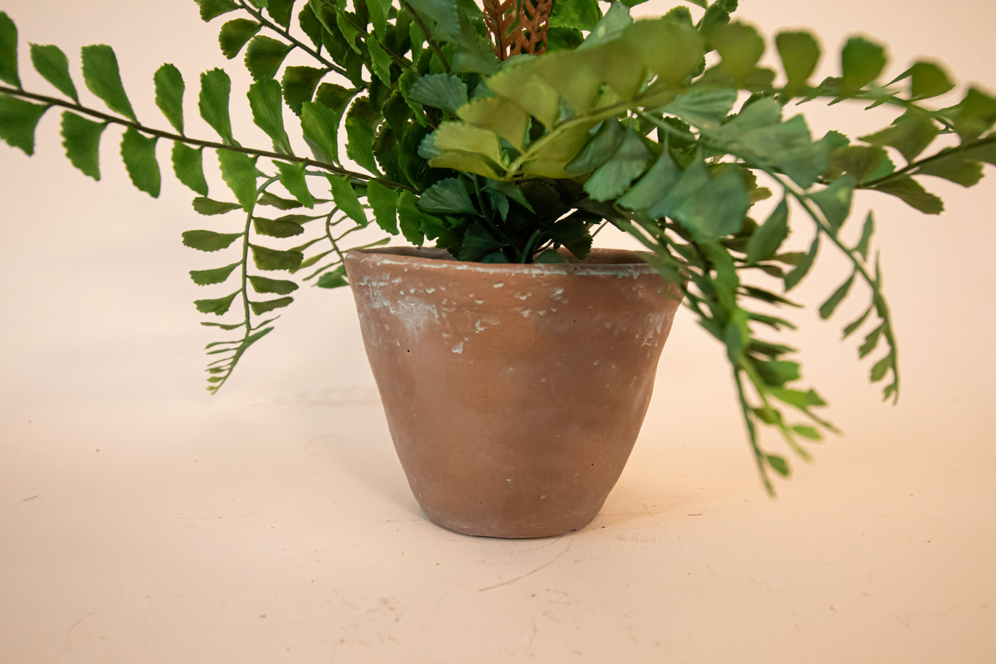 Potted Button Fern