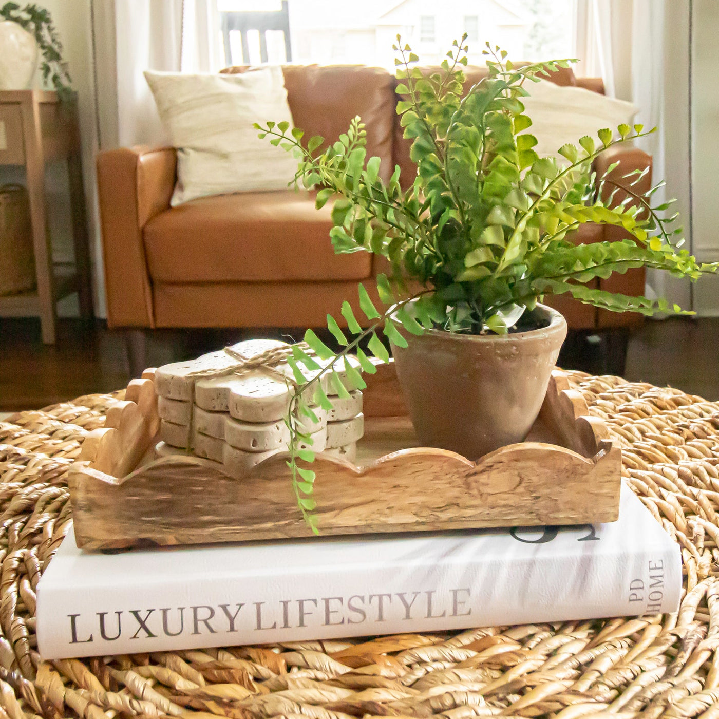 Potted Button Fern