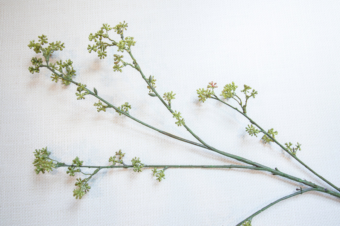 Rice Flower Stem