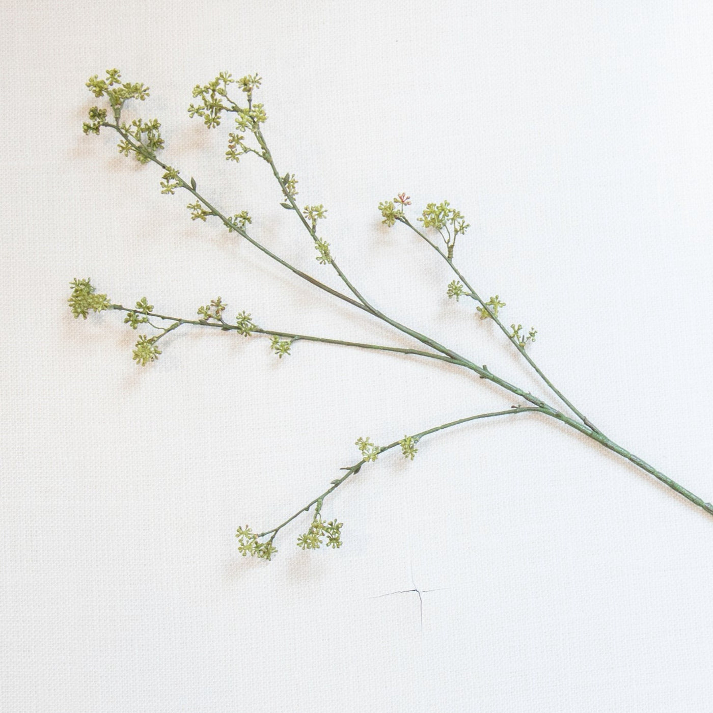 Rice Flower Stem